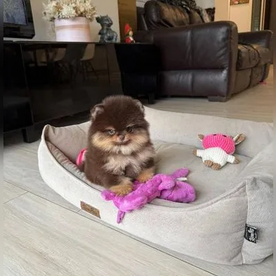 Fluffy Toy Pom Puppy for Sale in Anantapur