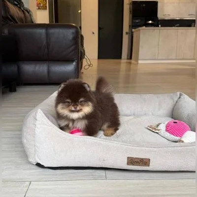 KCI Pomeranian Available in Chittoor