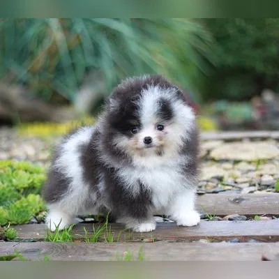 Mini Toy Pom for Sale in Greater Noida