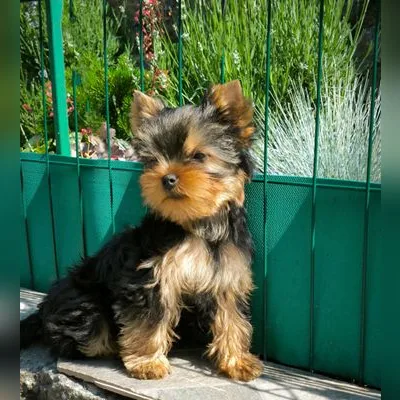 Tiny Yorkshire Terrier Puppy in India