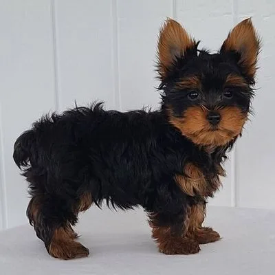 Mini Yorkie Pup Available in Car Nicobar