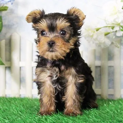 Champion Bloodline Yorkshire Terrier in Port Blair