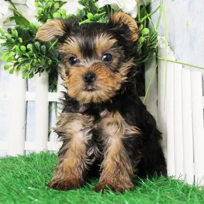Show-Quality Yorkie Puppy in Rangat