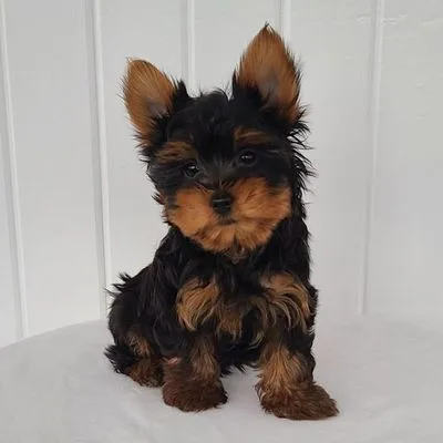 Vaccinated Yorkie Puppy — Darjeeling Home Delivery