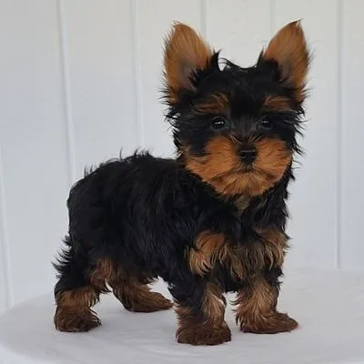 Family-Raised Yorkshire Terrier in Durgapur