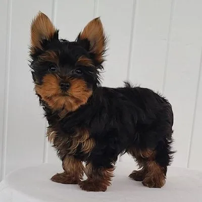Top Quality Yorkie Puppy for Sale in Habra