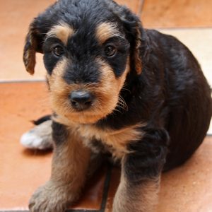 Airedale terrier puppy for sale in india