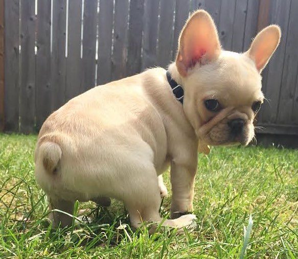 Adorable French Bulldog Puppies Price In India