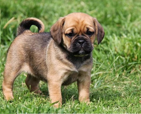 Puggle puppy for sale in india
