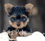 Yorkshire Terrier puppy for sale in india, Yorkshire Terrier puppy price in India