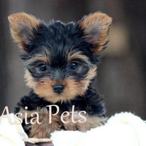Yorkshire Terrier puppy for sale in india, Yorkshire Terrier puppy price in India