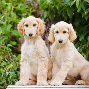 afghan hound puppy for sale in delhi afghan hound puppy in india