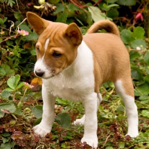 Basenji puppies for sale in India Basenji puppies price in India