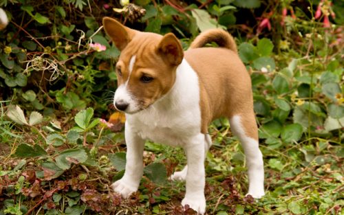 Basenji puppies for sale in India Basenji puppies price in India
