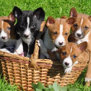 basenji puppy price in india, basenji puppy for sale in india