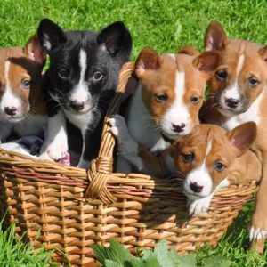 basenji puppy price in india basenji puppy for sale in india