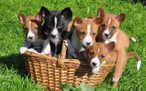 basenji puppy price in india, basenji puppy for sale in india