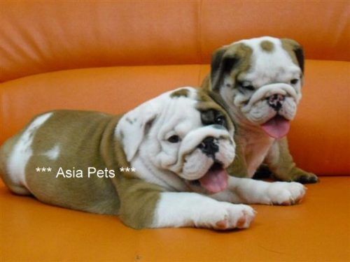 american bulldog puppy for sale in india, american bulldog pup price in india