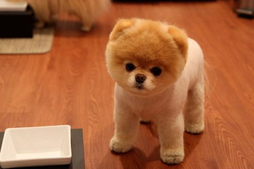 Boo Dog Puppy For Sale in Delhi, Best Price in India