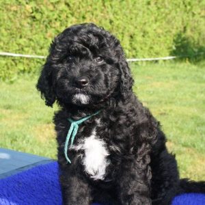 american barbet puppy for sale in india, american barbet puppy for sale