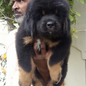 Tibetan mastiff puppy for sale in delhi