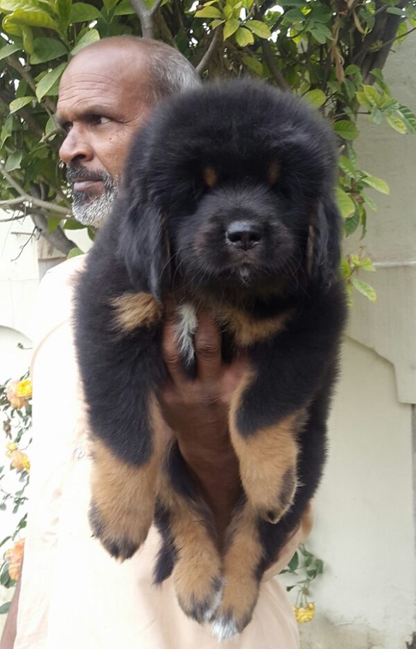 Tibetan mastiff puppy for sale in delhi