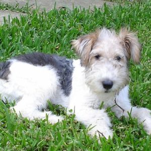 Fox Terrier Puppies for sale in India