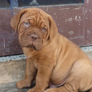 Dogue de Bordeaux puppy for sale in india