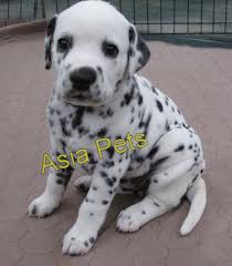 Dalmatian Puppy for sale in India