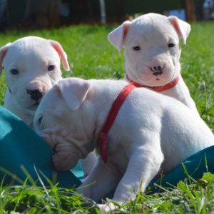Dogo Argentino Puppy for sale in India