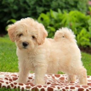 Havanese puppies for sale in India