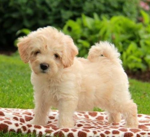 Havanese puppies for sale in India