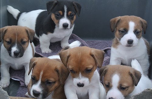 Jack Russell Terrier Puppy for sale in India | Asiapets.in