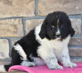 Landseer Newfoundland Puppies for sale
