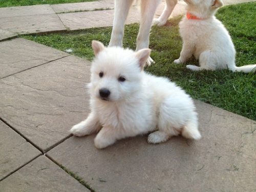 Long coat white german shepherd puppy for sale in india