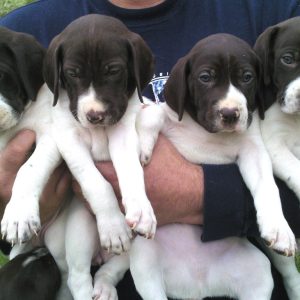 English Pointer Puppies for sale in india