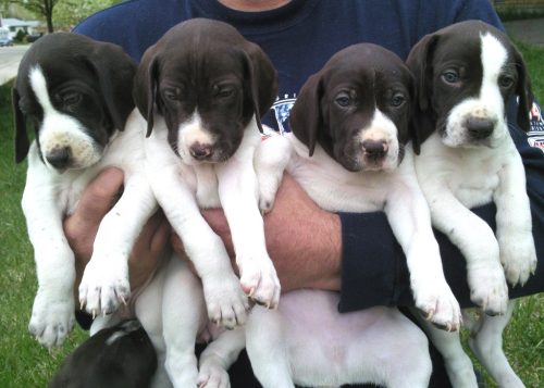 English Pointer Puppies for sale in india