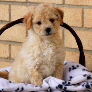 Peekapoo Puppies for sale in india