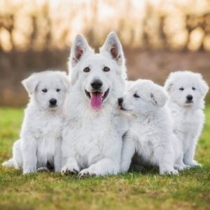 White Shepherd puppies for sale