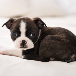 Boston Terrier puppies for sale in India | Best Price