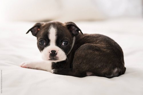 Boston Terrier puppies for sale in India | Best Price