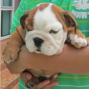 English Bulldog puppy for sale in india