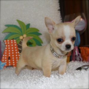Chihuahua puppy for sale in india Chihuahua price in india