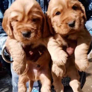 Cocker Spaniel puppies for sale in India, Cocker Spaniel puppies price in India