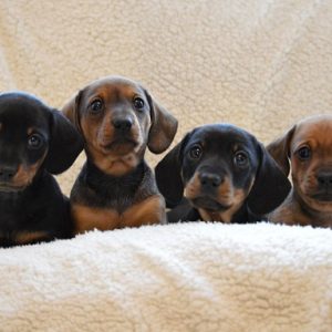 Dachshund Puppies for sale in delhi