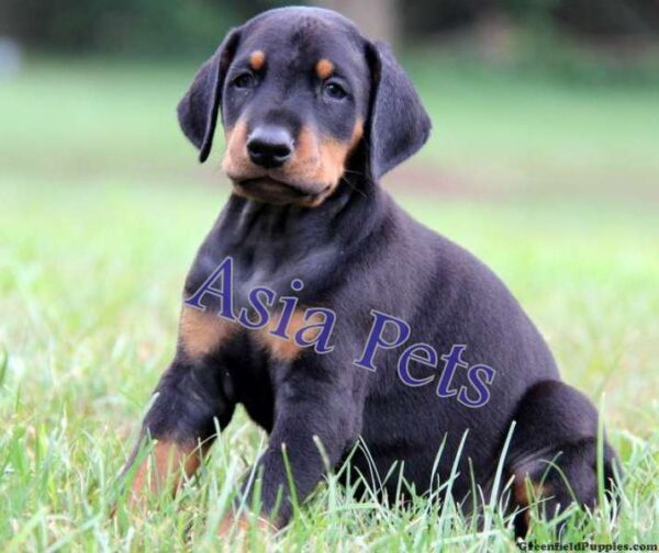 Doberman Puppy for sale in India