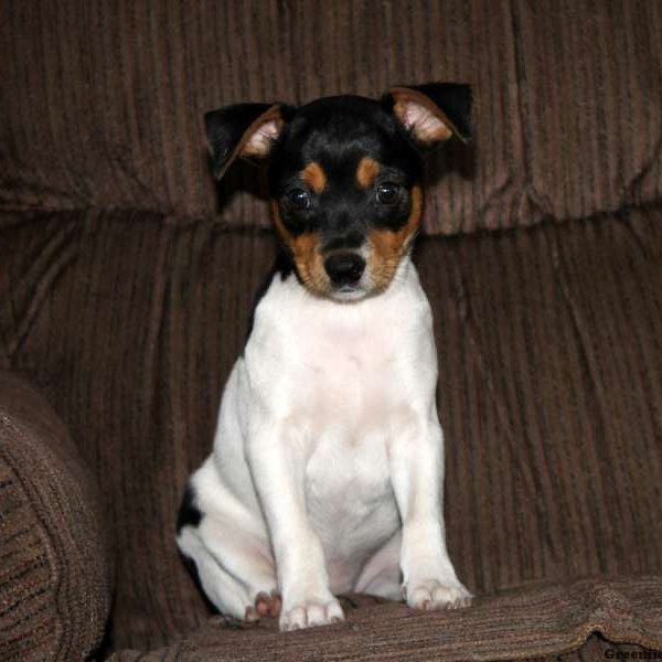 Smooth Fox Terrier Puppies for sale