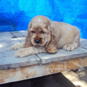 american cocker spaniel puppy price in india
