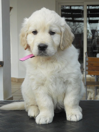 Golden retriever puppy for sale in india