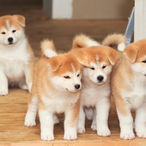 Japanese Akita puppy for sale in India